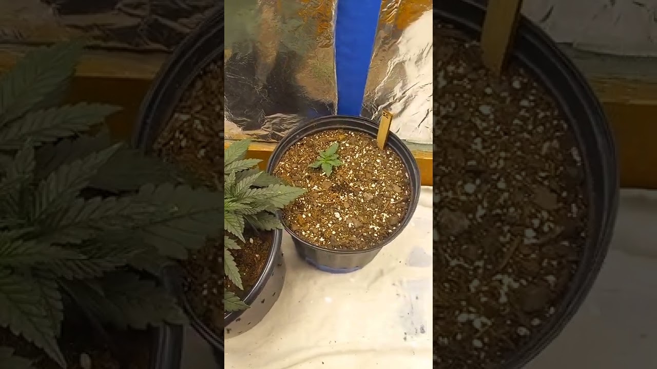day22 strawberry pie and Lemon pie auto from 420fastbuds feeding raw nitrogen at the moment