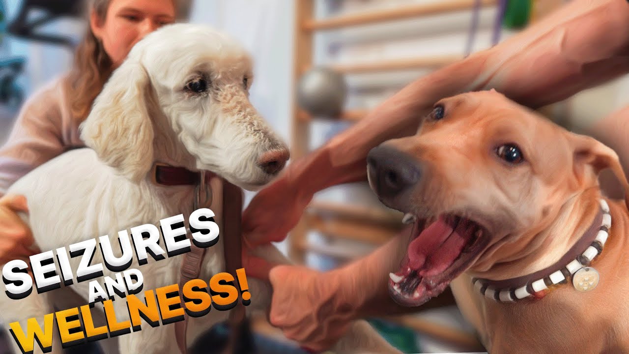 POODLE with SEIZURES & MIRACLE Rescue Dog (TWO Interesting Cases ONE Chiro Session)