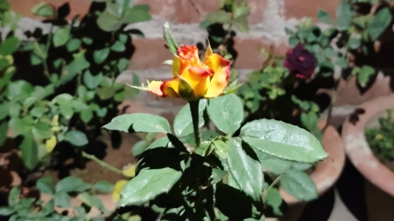 live #Livestream#kuldeepbonsai I am  terrace garden flowering plant and bonsai plant #live