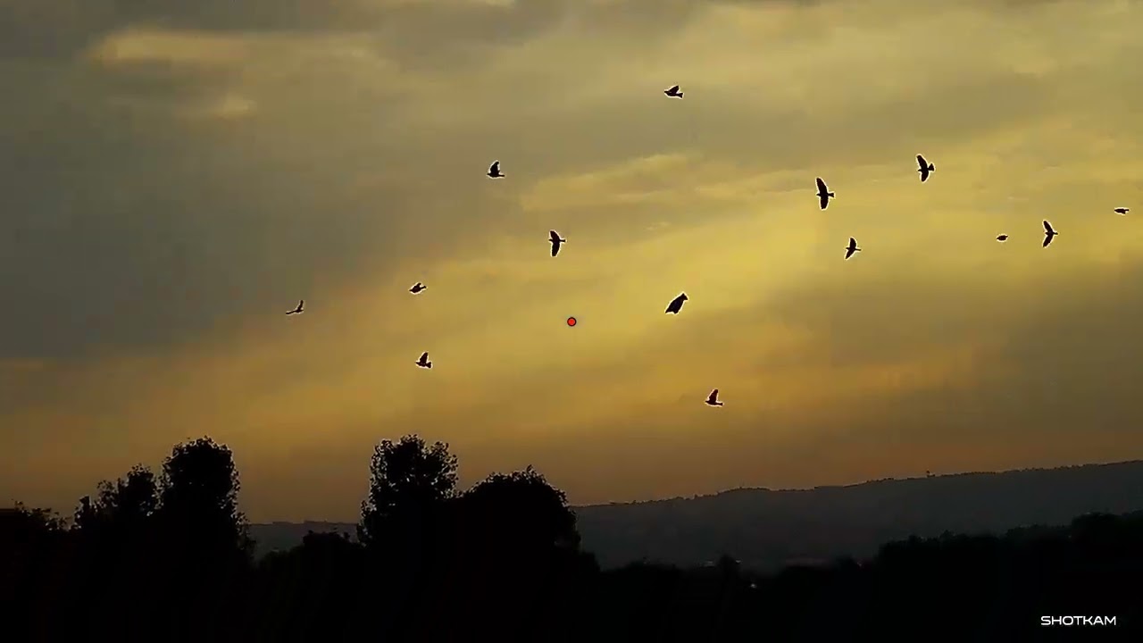 Hunting Skylark Using shotkam and Gemini Chokes - Caccia all'allodola - صيد مطوق  season 2023