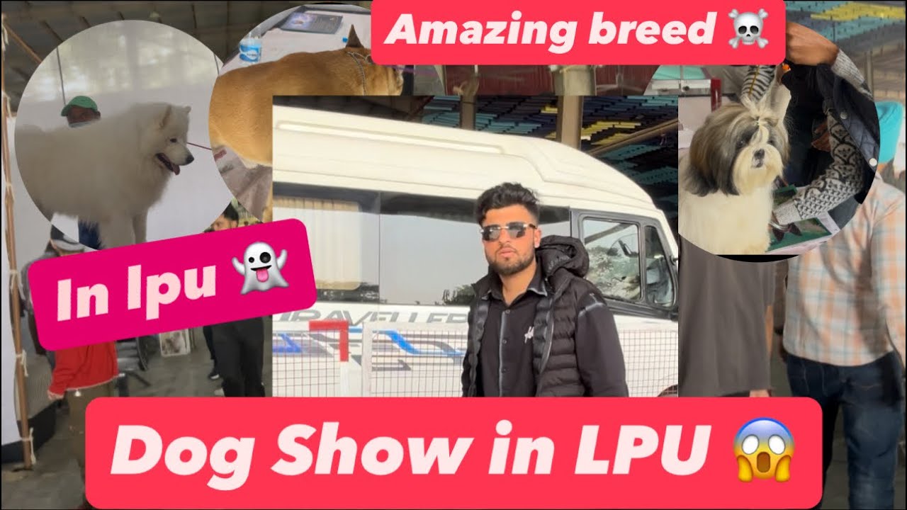 Dog Show Event In LPU 🔥.  #lpu #lovelyprofessionaluniversity  #lpunest#lpuvlogs 