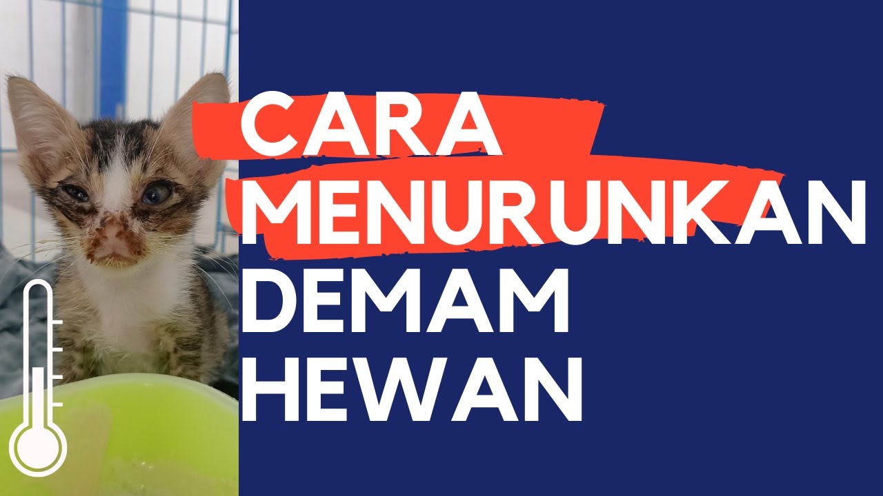 Cara Membantu Menurunkan Demam Kucing dan Anjing