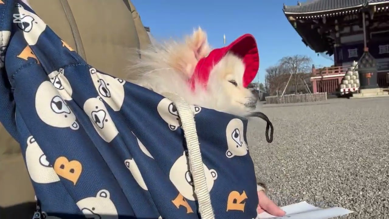 都会わんこ、らら？