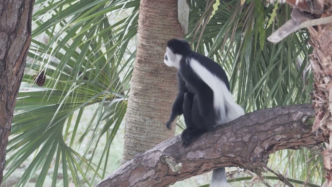 Monkeys of Species 'Vulnerable to Extinction' Take Up Residency at Brevard Zoo