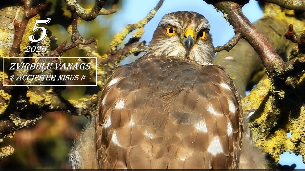 5. Putni. Plēsējputni. Savvaļas putni. ZVIRBUĻU VANAGS /Accipiter nisus/.