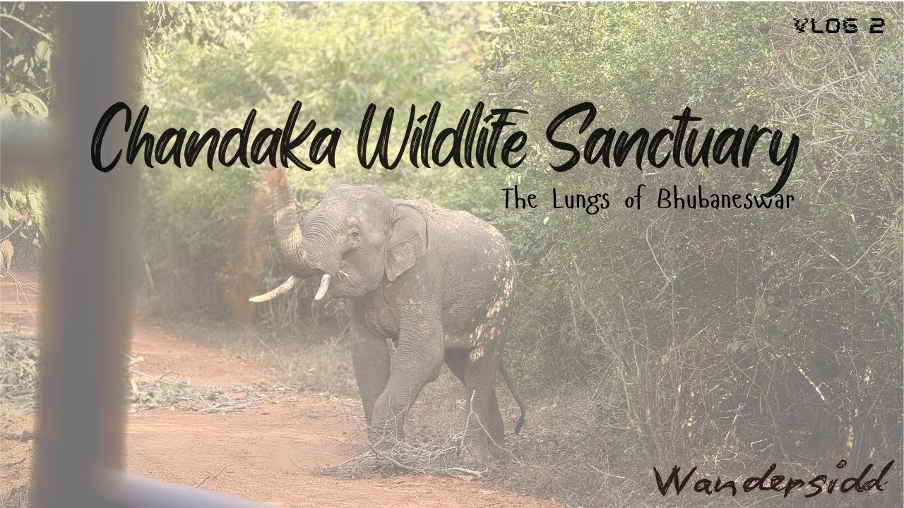 Chandaka Wildlife Sanctuary Vlog | The Lungs of Bhubaneswar | Vlog 2