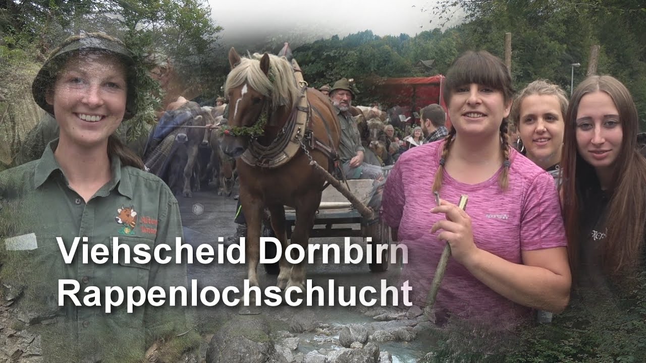 Dornbirn Viehscheid