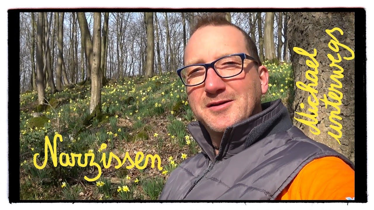 ❇ Wilde Narzissen im Hohnbachtal 🔴 Ostbelgien  🔴  Narzissen-Wanderung
