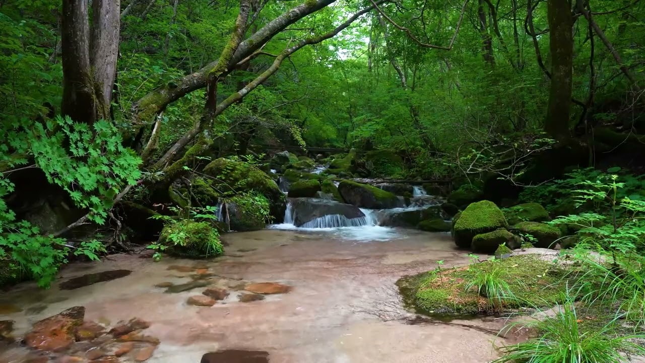Peaceful Forest Sounds, Birds Singing, Stream Sounds