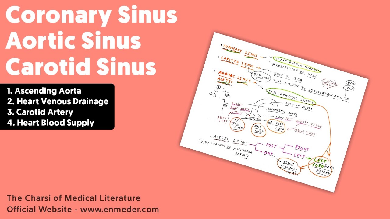 Coronary Sinus, Carotid Sinus and Aortic Sinus | TCML Anatomy