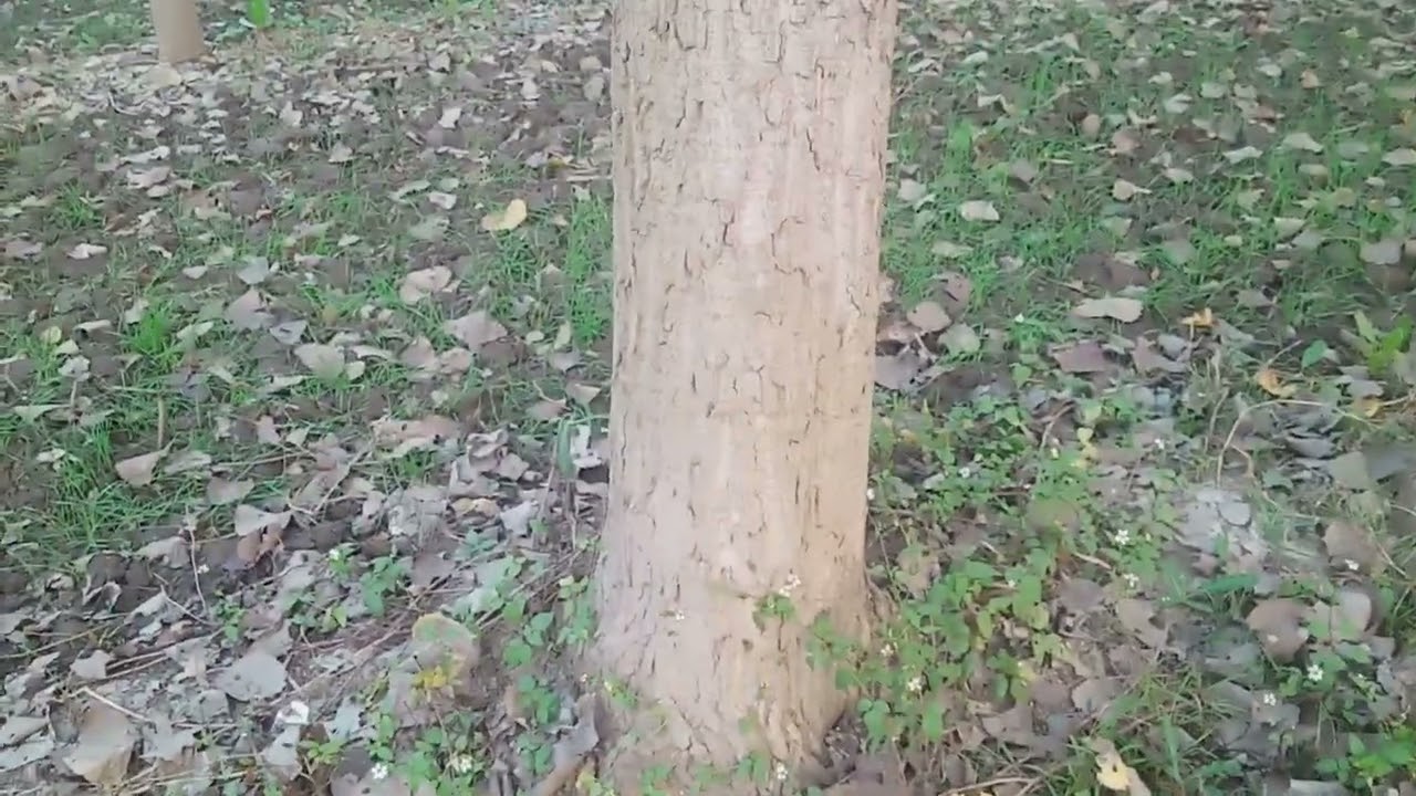  farming trees delta poplar 40 to 50 lakh per by planting 1500 to 2500 plants per acre 03120151856