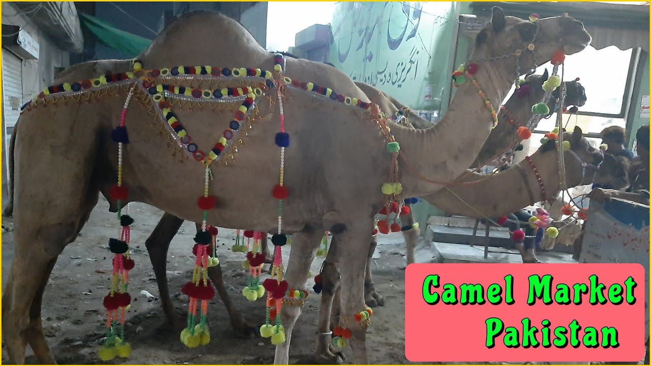 Camel Mandi Gujranwala|Largest Camel Market Pakistan|White Camel For Sale 2021|ladli rashid ki vlogs