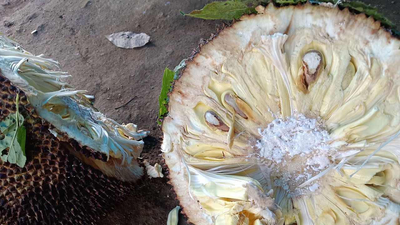 Pikkachu world is live! Today, I will be making jackfruit and fish curry. May all these things bring happiness.