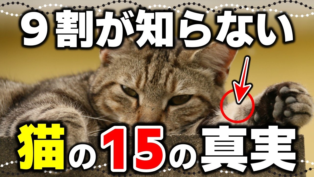 いくつ知ってる？猫の体の秘密！猫に関する驚くべき15の真実