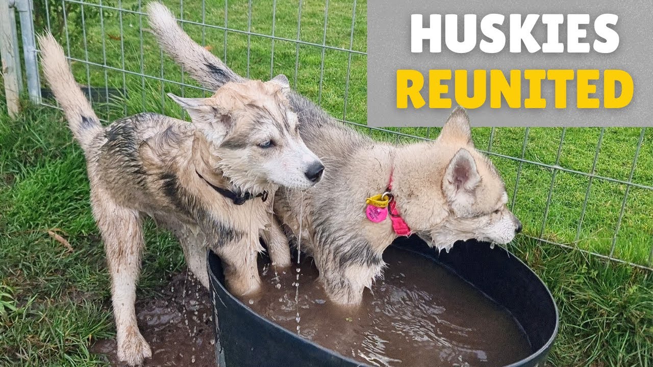 What Happens When Husky Siblings Reunite at 3 Months Old