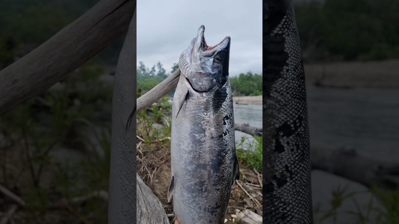 Север приморья КЕМА!!! Cherry salmon.