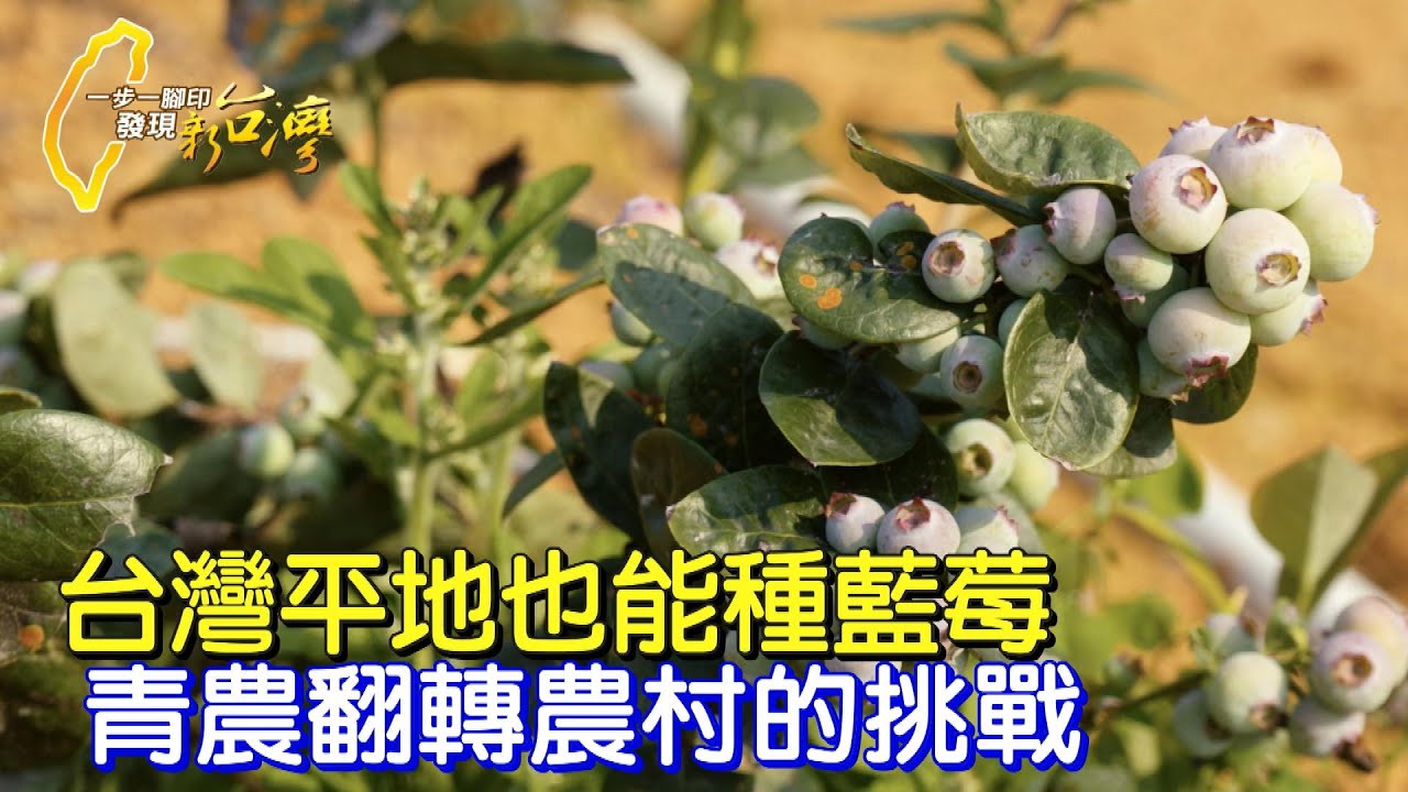 “誰說當農夫沒前途！”青農克服萬難挑戰藍莓種植 盼農村及台灣農業有新路∣一步一腳印【爭一口氣藍莓挑戰】20230514