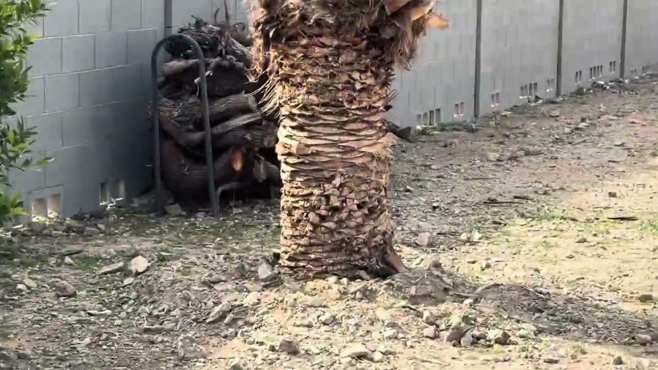 Sabadito de limpieza 