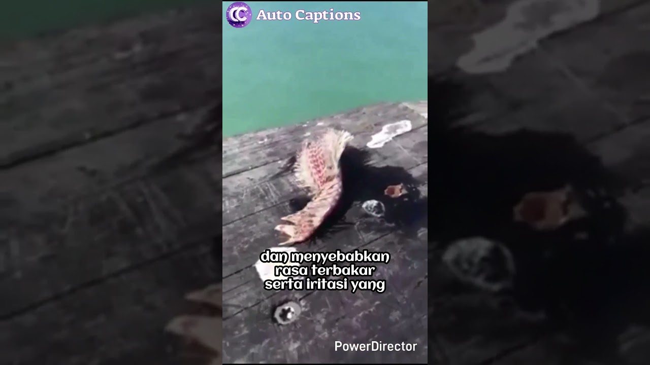 Cacing Api Laut - Fireworm #shorts #ytshorts #faktaunik #tiktok #animals #fishing #fire