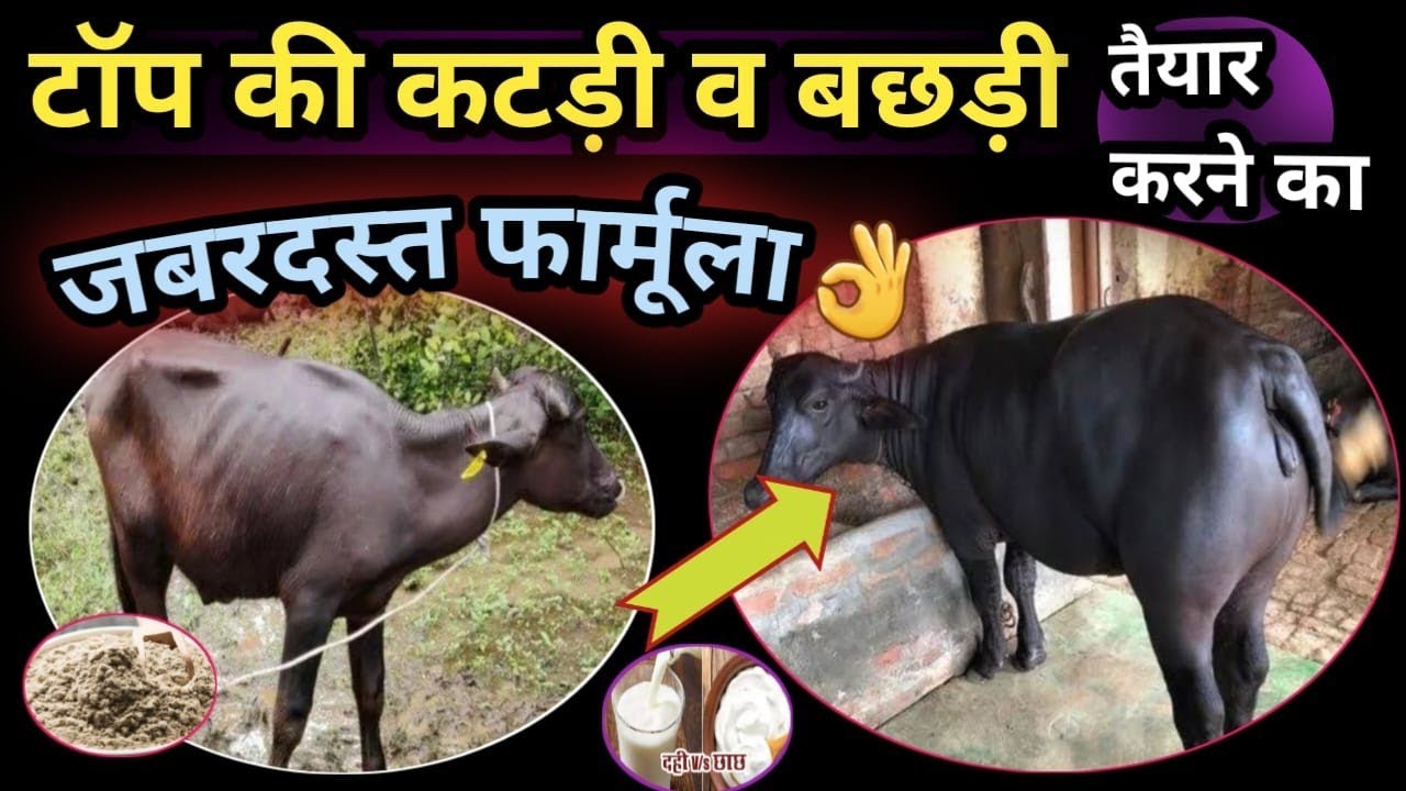 टॉप की कटड़ी व बछिया तैयार करने का जबरदस्त फार्मूला Calf Growth Formula