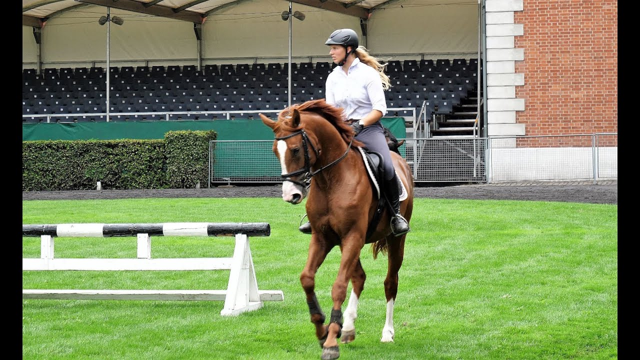 Hengstparade 2018 in Celle - 2.Teil  / Thema-Pferde /Stallion's parade in 2018 in Celle