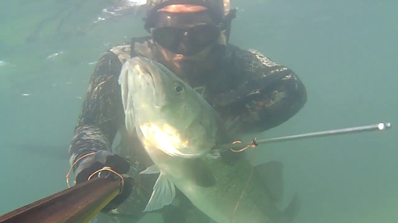 pesca sub : Spigolona a sorpresa