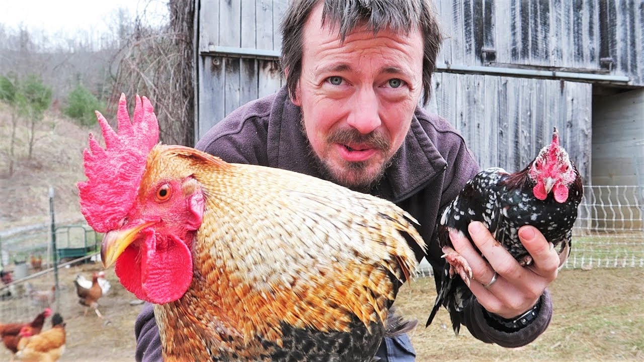 Tiny MEAN and Big WIMPY Rooster