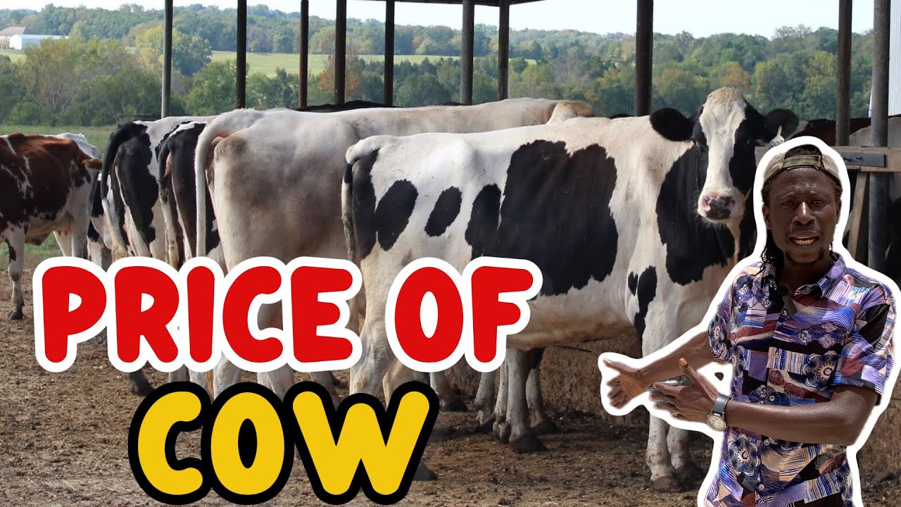 Cheap COWs For sale 2025 In The Gambia