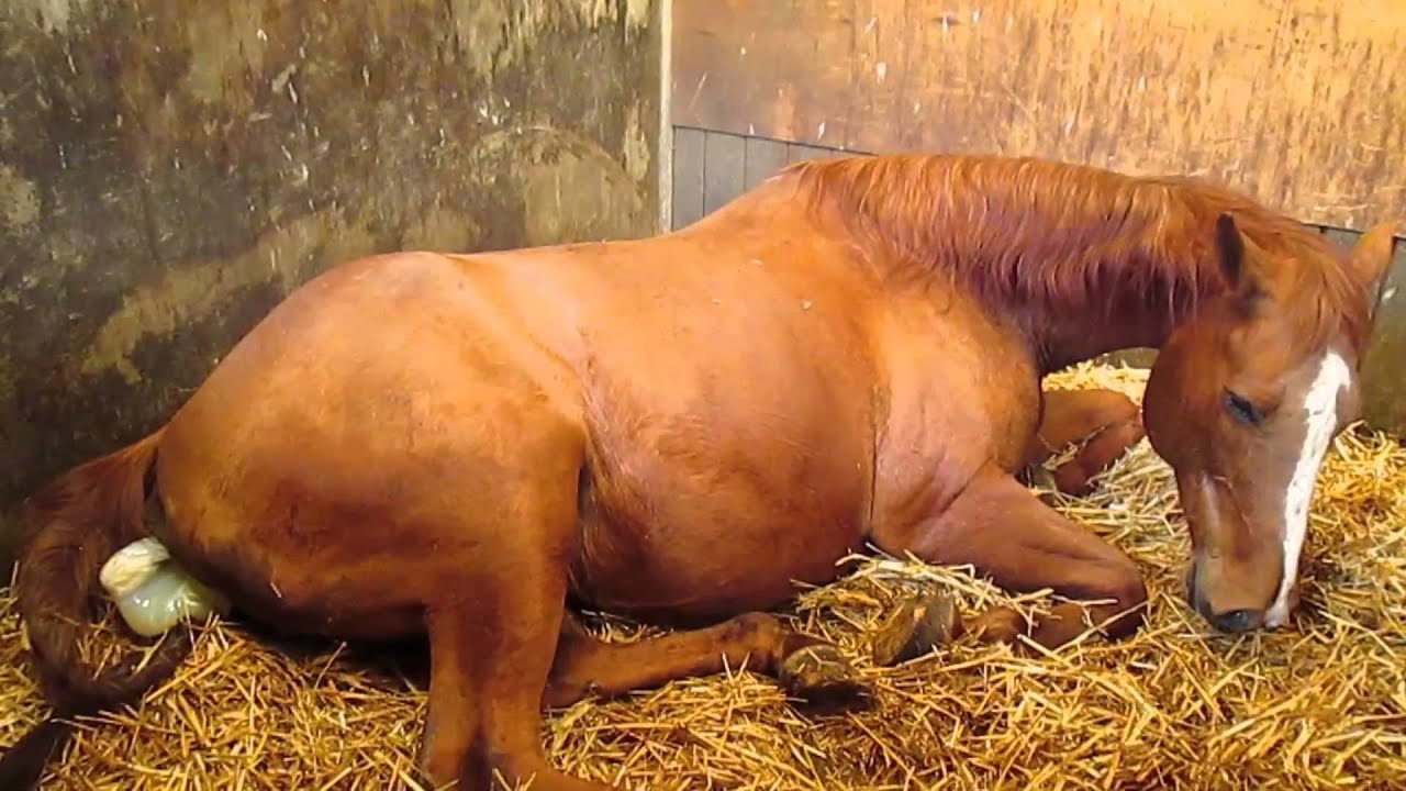 WSW, Snowy Foaling Part 1 movie_YouTube