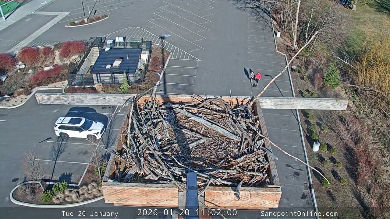2026-01-20 Sandpoint Online - Osprey Nest Time-lapse