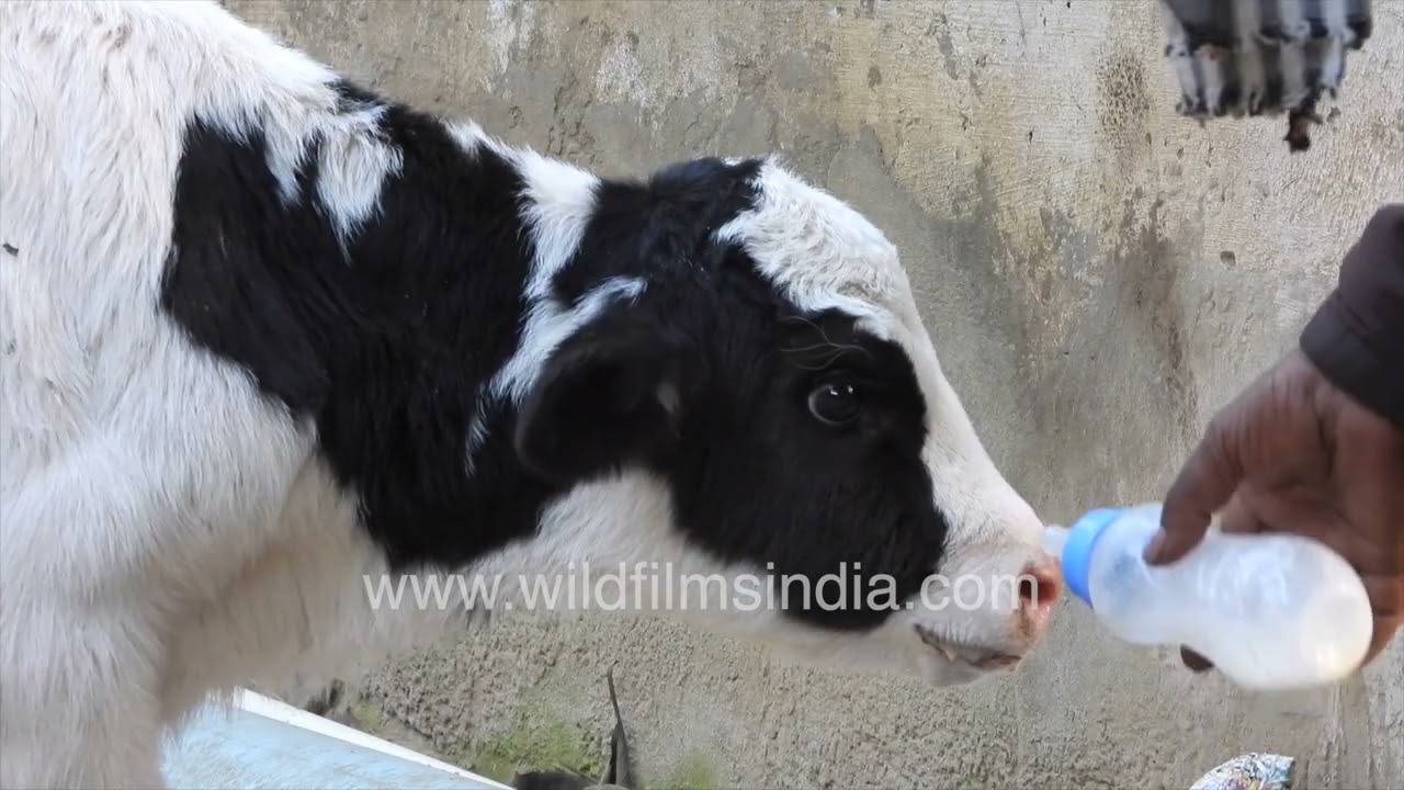 New-born calf is the cutest thing you saw, as it drinks milk from a bottle at the Wilderness Orchard