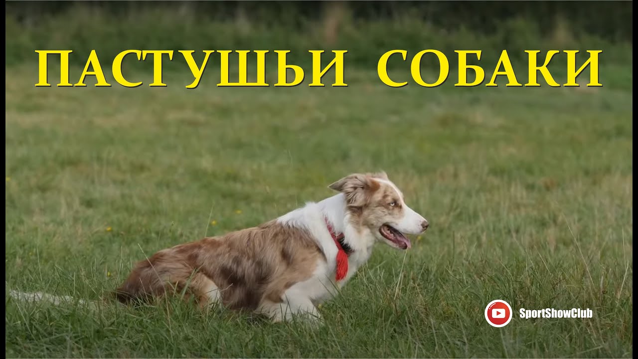 ПАСТУШЬИ СОБАКИ