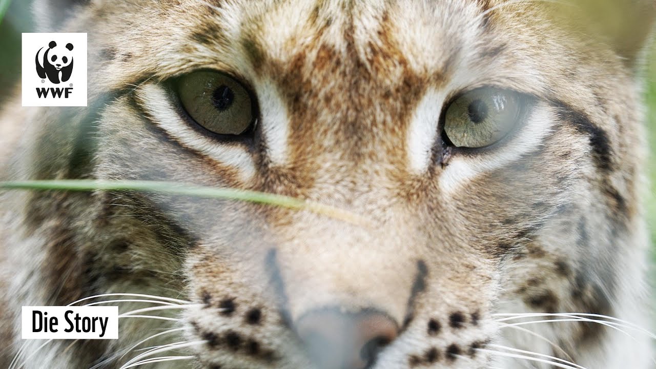 Dem Luchs auf der Spur - Ausflug in die Slowakei