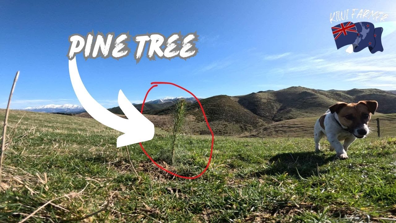 Lambing Day 10 - Pine Trees and Spring Prep
