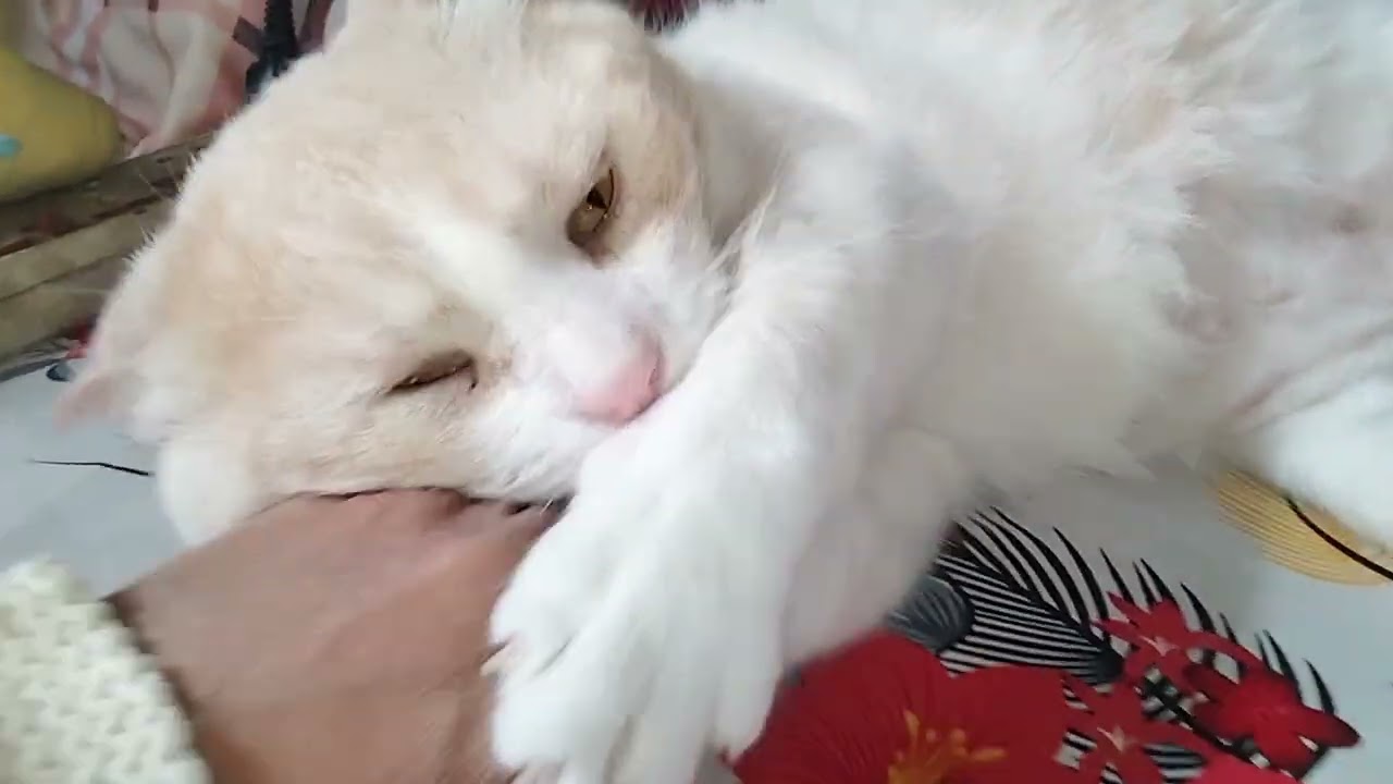 Не смей трогать мой живот, человек! #смешно #мило #кот