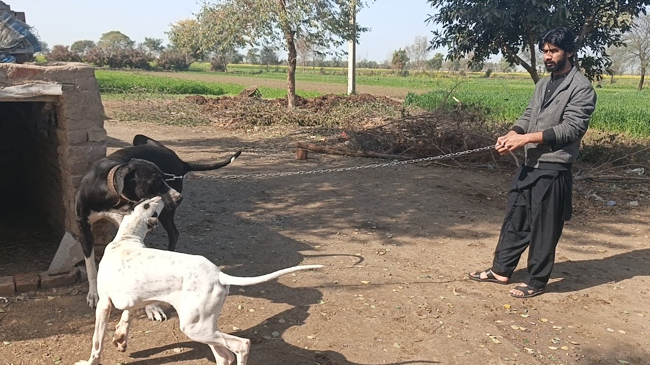 american bully vs pitbull deffernces 🤠😎