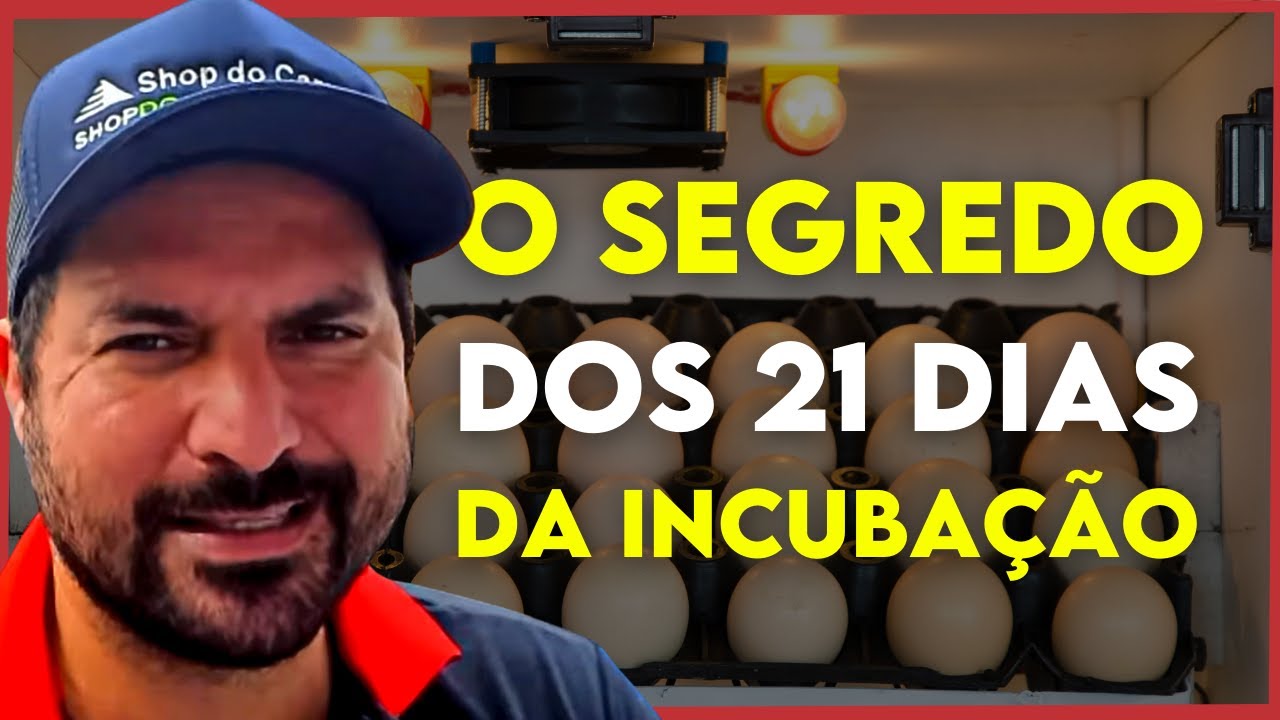 Como FUNCIONA A INCUBAÇÃO DE UMA CHOCADEIRA DE 1 A 21 dias