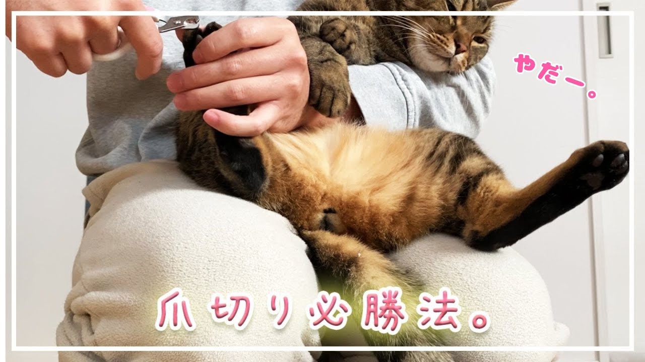 【ほっけ】爪切りは親子交互に！笑【アメショ】#猫