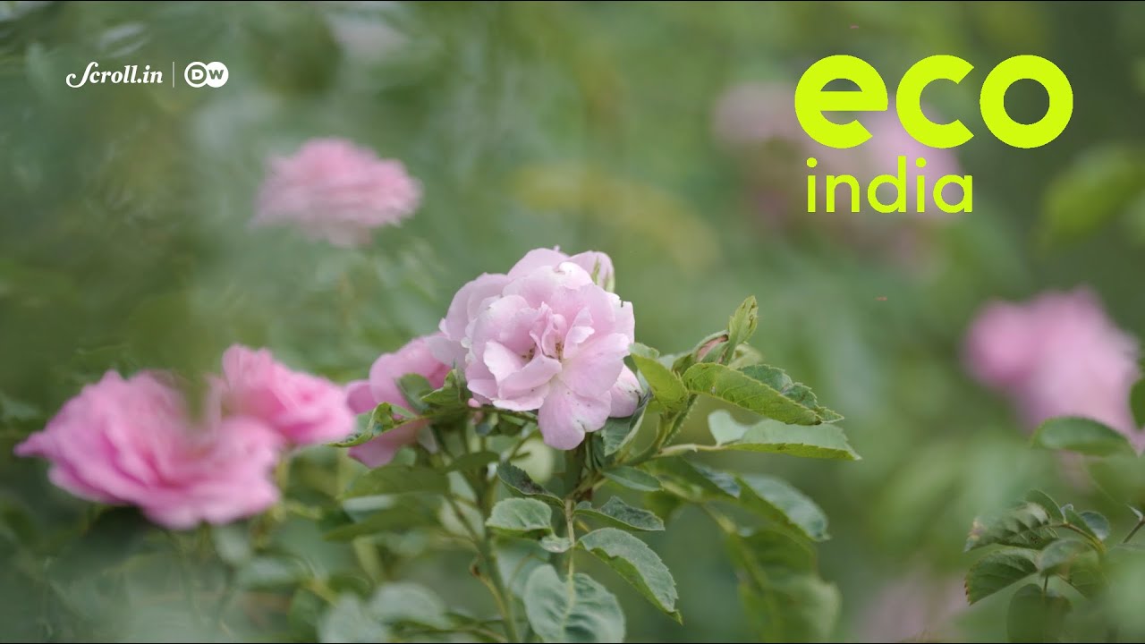 Eco India: How can Kannauj's famous perfume industry survive the effects of climate change?