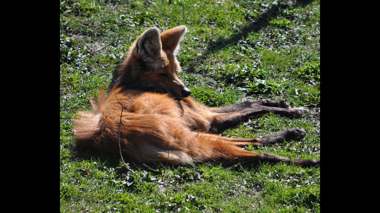 Wildlife Safari Winston Oregon Maned Wolves and Red Wolves