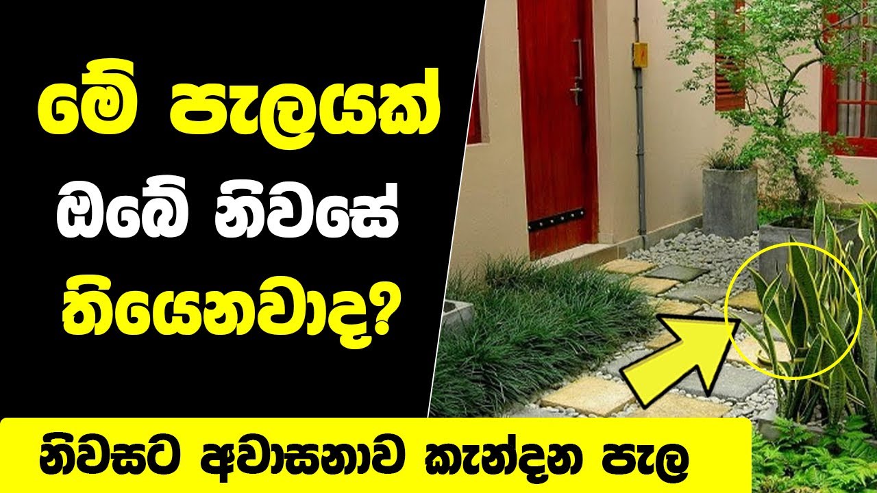 නිවසට අවාසනාව කැන්දන ඔබව දුප්පතෙක් කරවන අවාසනාවන්ත පැල | Unlucky Plants for Home