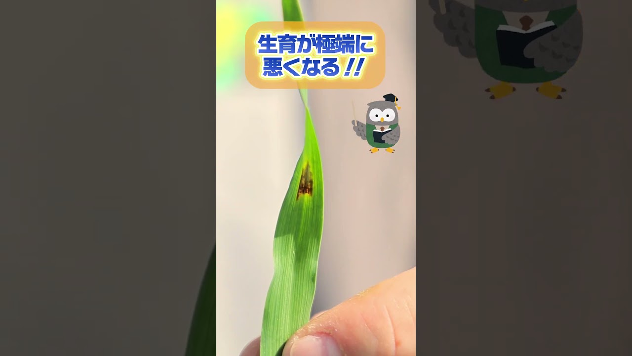 家庭菜園や農園で厄介な雑草！チガヤとの戦いを徹底解説【農園ライフ】#shorts