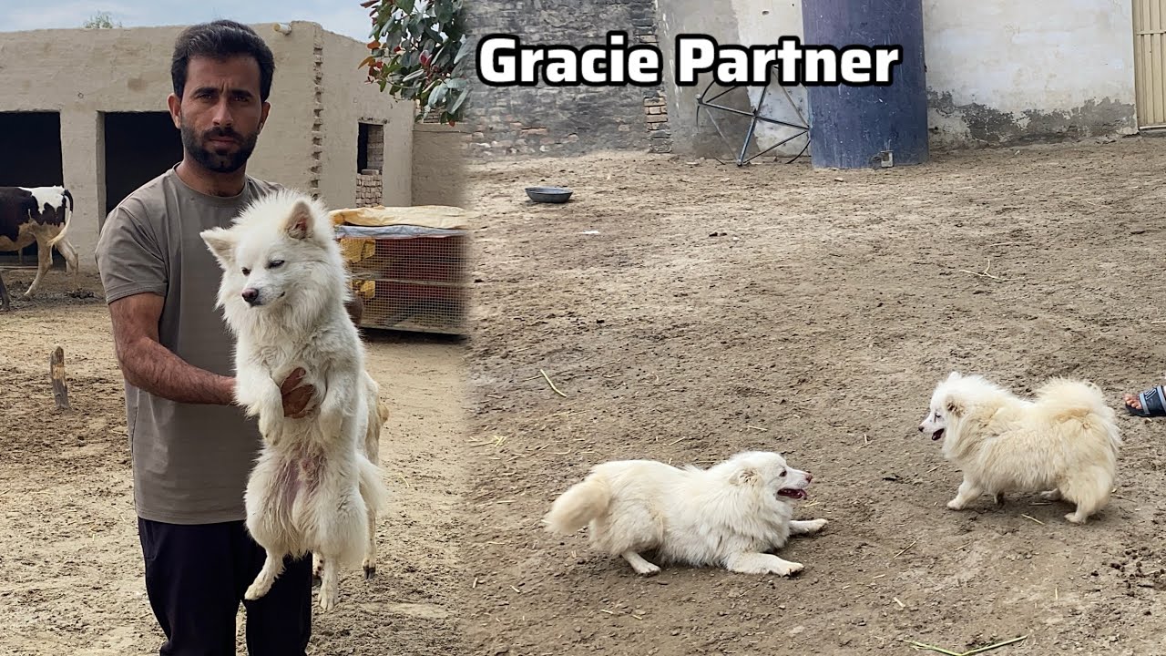 Gracie ka ￼Partner a gya😀Male Russian Dog a gya 🐕 Pets Lover in Punjab 