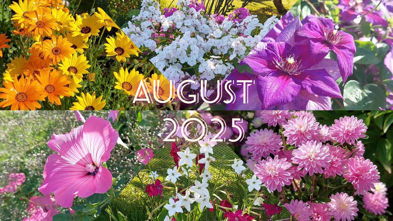 Солнце в лепестках: цветы конца июля - начало августа || Fowers (late July/early August bloom) 