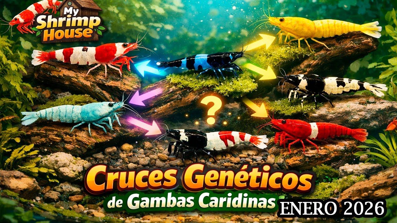 Cruces Genéticos de Gambas Caridinas | My Shrimp House: Resumen Semanal