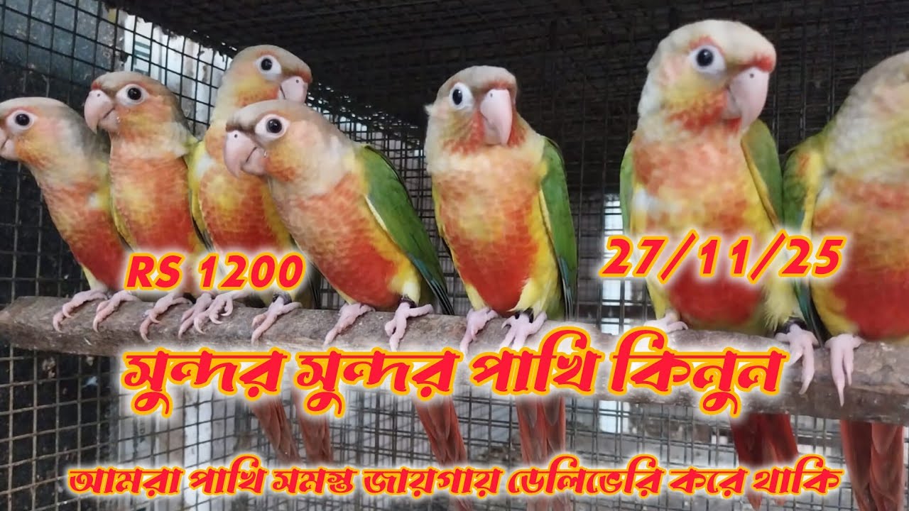 সেল, সেল, সান কনুর, পাইনাপেল কনুর, ককাটেল পাখি, যোগাযোগ বাবু দা ফোন 6296962374,,