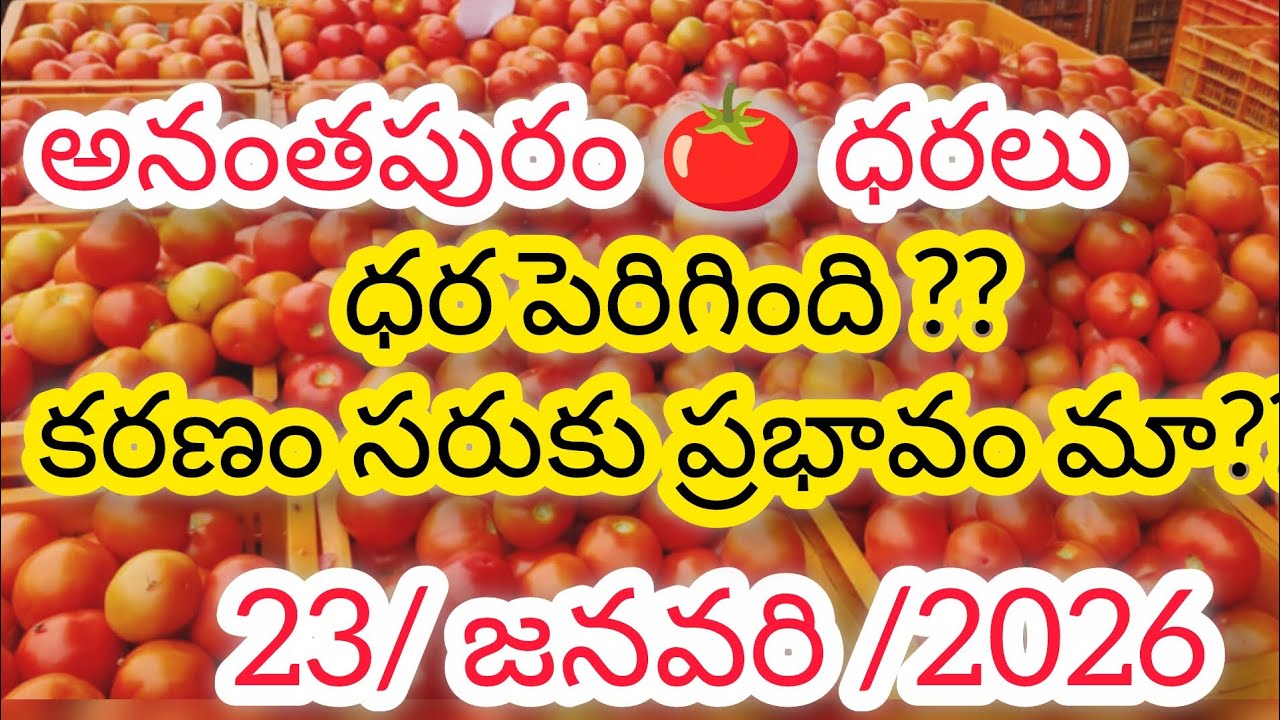 అనంతపురం టమోటా మార్కెట్ ధరలు 23/1/2026#రానా రోజుల/లో టమోటా ధరలు