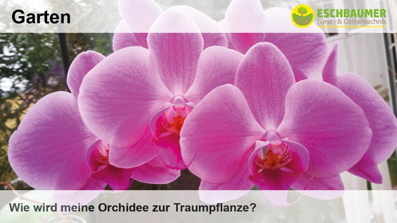 Wie wird meine Orchidee zur Traumpflanze?