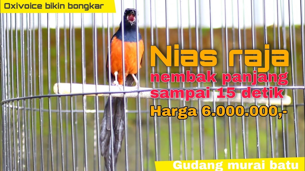 Dijual Murai nias raja 6 juta dan stok koleksi lainnya