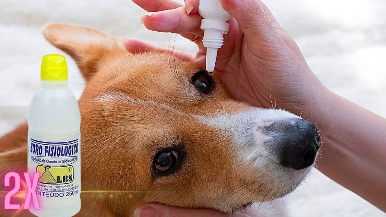 OLHO SECO CÃO CEGO COMO CUIDAR DO SEU CACHORRO QUANDO E PORQUE ESTA DOENÇA ACONTECE
